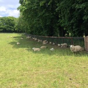 2022 May Moulton Church Footpath and stile 3