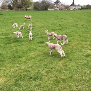 2022 May Moultonlambs in French Hall meadow
