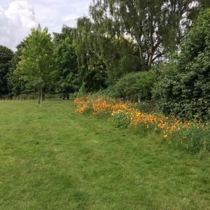 2022 May Village Green wild flowers