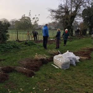 2022 Sport Field Planting new boundary hedge 6