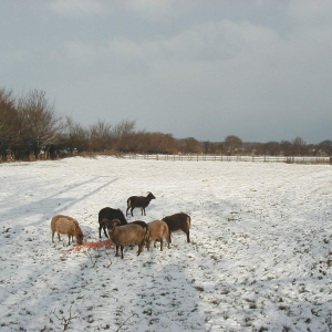 28 12 2000 Moulton Soays first snow