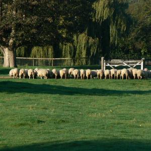 Oct 2007 South Downs in French Hall Meadow